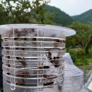 외래종 등검은말벌 확산에 위협받는 양봉장, 무노동 말벌 포획시스템 설치로 고민 해결 이미지