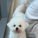 까리하개 이미지