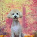 펫 살롱 파밀리에 이미지