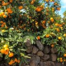 김평진농장 이미지