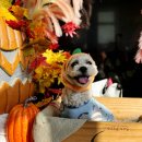 피개행개 이미지