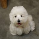 모란애견