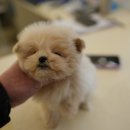 퍼피애견샵 이미지