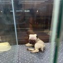 드림독 강아지분양 안심분양센터 김포점 이미지