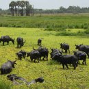 태국 물소 (A water Buffalo) 이미지