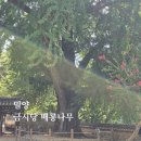 5641 | 밀양 금시당 배롱나무 | 개화시기 및 개화상태 방문 후기