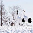 비에이 카카오 검색결과