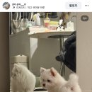 연향곰탕