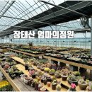 대전 다육이 1000원의 행복 장태산 엄마의정원