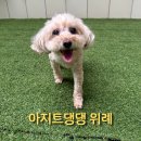 대망14-1낙차공 | 위례 아지트댕댕 강아지(14살 노견) 호텔링 내돈내산 솔직후기