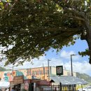 더(THE)83 | 하와이 쿠알로아랜치 83번국도 맛집 쉬림프더밤 Shrimp the Bomb