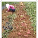 황금누리농장 이미지