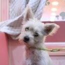 방울이네 펫살롱 이미지