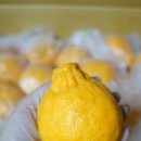 현주네농장 | 먹어보고 2번째 주문한 현주네 감귤농장 한라봉