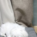 댕냥점빵 이미지