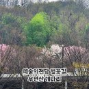 개나리어린이공원 | 출근길에 마주친 벚꽃 터널! 예술의전당 벚꽃길 우면산 개나리