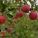 선재농장 이미지