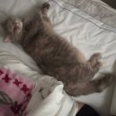 인형뽑기08 | 2602-08 광안제일분식 쫀득감자볼 내돈내산 후기 I 두쫀쿠 대란 종료 !! I 올겨울 첫 과메기 I 고양이...