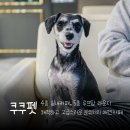 대전 강아지 동반 카페 쿠쿠펫 좋았던점&amp;아쉬웠던점