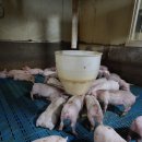 돈수농장 이미지