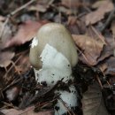 여름의 숲 이미지