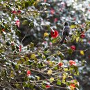 옥룡사지 이미지