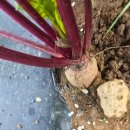 엄마밥줘 | 제주 애월 곽지해수욕장 한담해변 현지인 맛집 엄마 밥 줘 식당