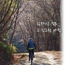 (29선-초본/익산) 1부 : 싱그러운 아침 햇살에 빛나는 함라산 임도 벚꽃길