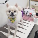 우장동물병원 이미지