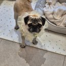 축복 펫살롱 이미지