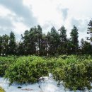 중귤농장 이미지