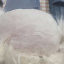 고양이 무마취 미용 냥털도둑 이미지