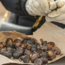 군밤이네 이미지