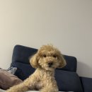 데이즈동물의료센터 | 동탄 ‘데이즈 동물의료센터’ 첫방문기