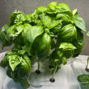 112901-라023-2 | LG틔운 미니 후기 수경재배 2년 넘게 사용한 후기