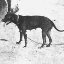 Black Widow 이미지