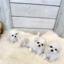 아이러브 독 이미지