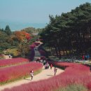 하늘향기유치원 | 가을 핑크뮬리 / 댑싸리 대구/구미 근교 칠곡 핫플 피는 시기 무료입장 가을여행 명소 가산수피아