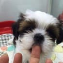 제주 헬로우펫 이미지