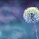 흰민들레소식 이미지