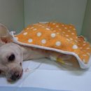 투투 동물병원 이미지