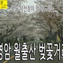 월출산 벚꽃거리, 영암 왕인박사 유적지 인근 벚꽃거리 입니다. 이미지