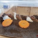 삼배농장 이미지