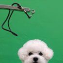 울산애견미용 러빙도기 이미지