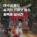 분수광장 관광안내소(비상설) | [국내여행] 여수 오동도 숨겨진 인생샷 명소 동백꽃 실시간 개화 현황 동백열차 무료 여행지 3월 가볼만...