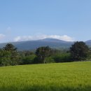 청보리목장 이미지