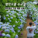 싱싱오름 | [공지] 병악오름 수국길 - 7월 지금 제주도에서 가장 예쁜 오름, 실시간 개화 상황
