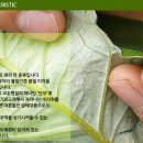 명성수리취떡 이미지
