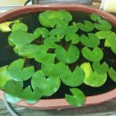 서공례부대찌개 이미지