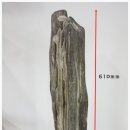 화석(규화목) 이미지